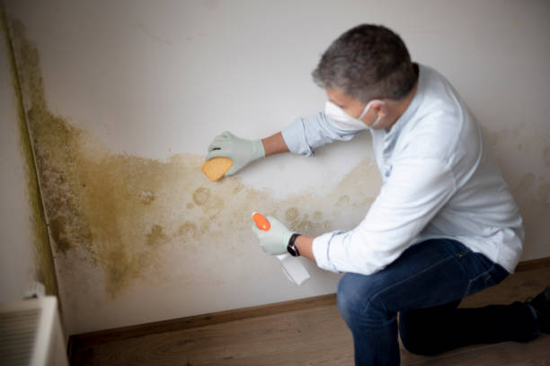 Best Commercial Mold Inspection  in Prairie Ridge, WA