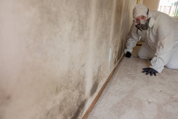 Best Environmental Consulting for Mold Prevention  in Prairie Ridge, WA